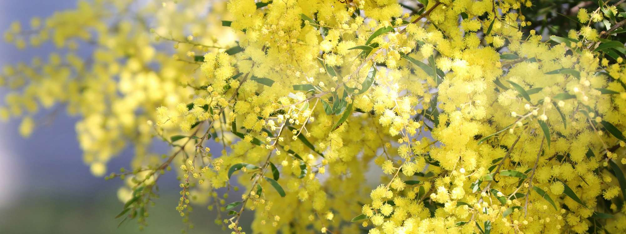 wattle flowers